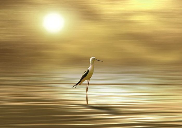 Lone Bird